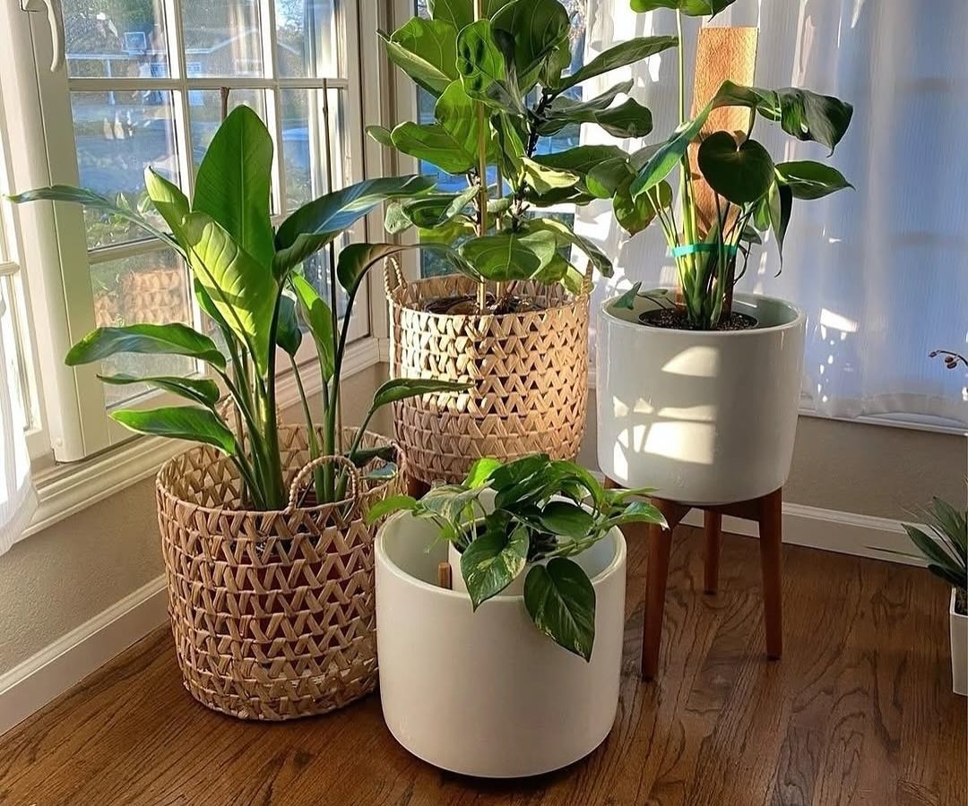 Houseplants Ideas: 9 Ideas Worth Stealing